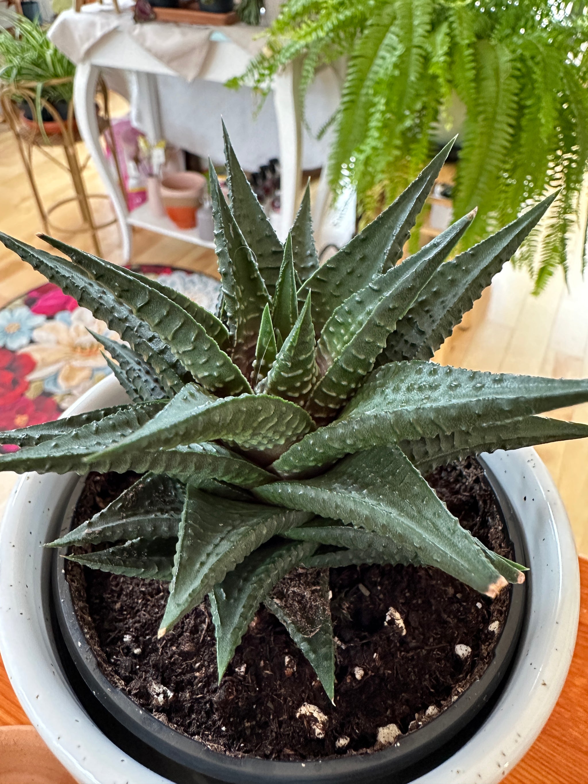 Haworthia limifolia