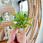 Tillandsias petit