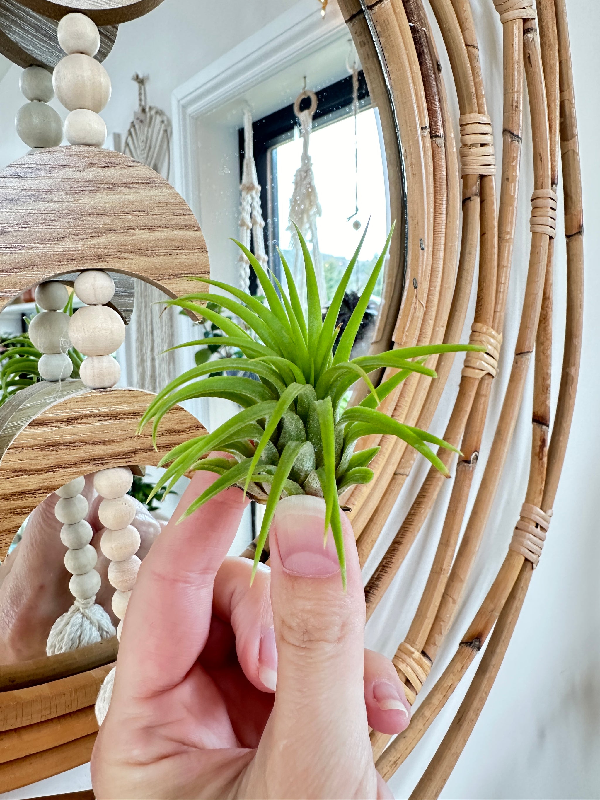 Small tillandsias