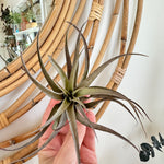 Tillandsias (medium)