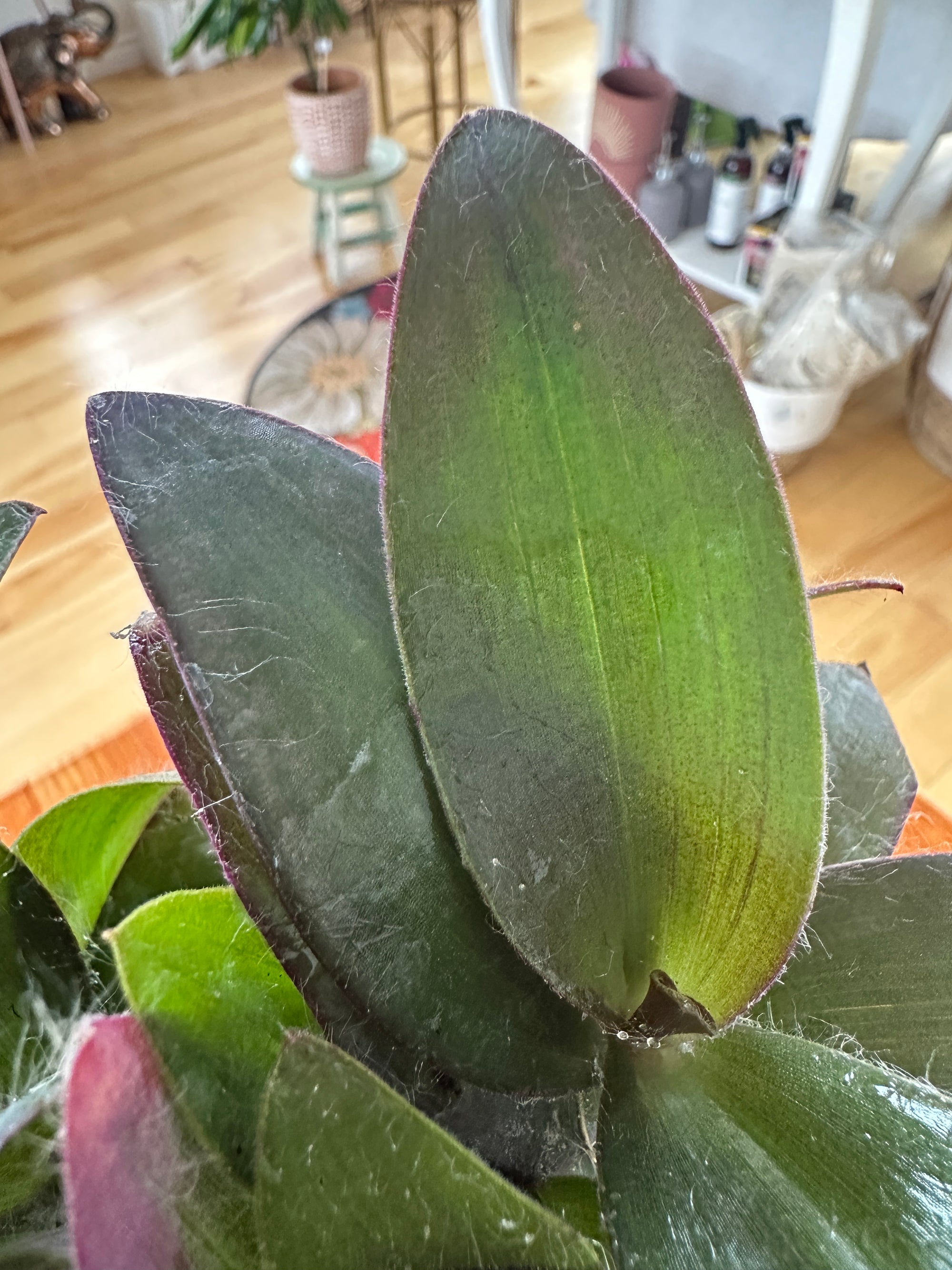 Tradescantia Pallida Purpurea "Misère pourpre"