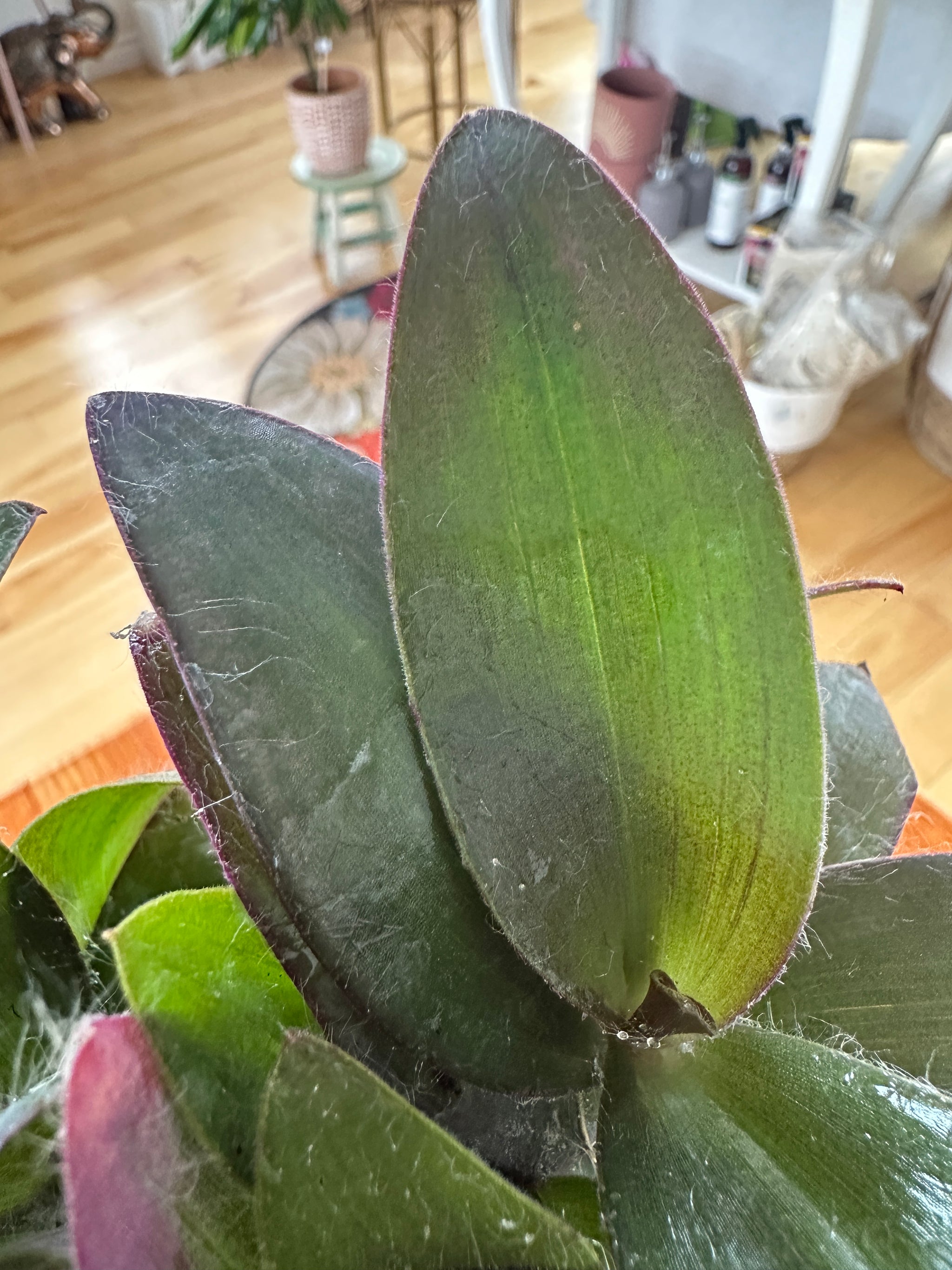 Tradescantia Pallida Purpurea “Purple Misery”