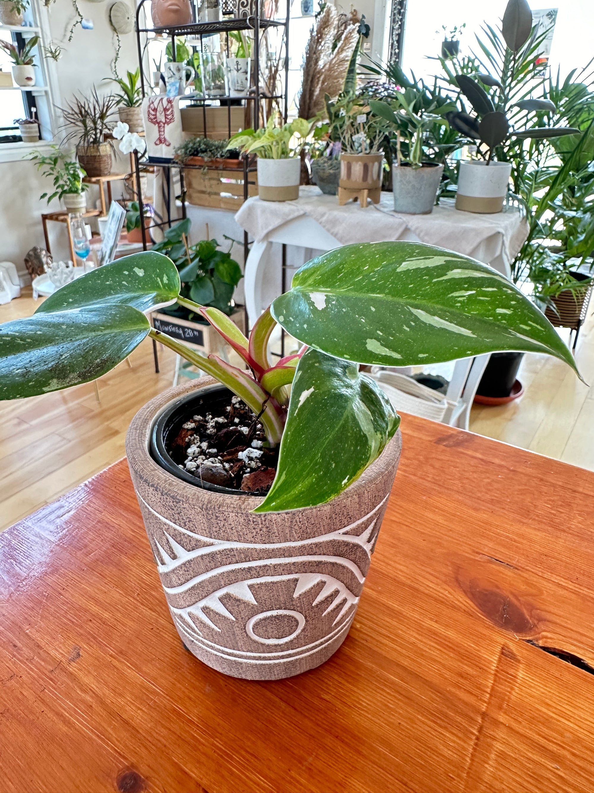 Philodendron White Princess