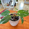 Philodendron White Princess