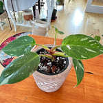 Philodendron White Princess