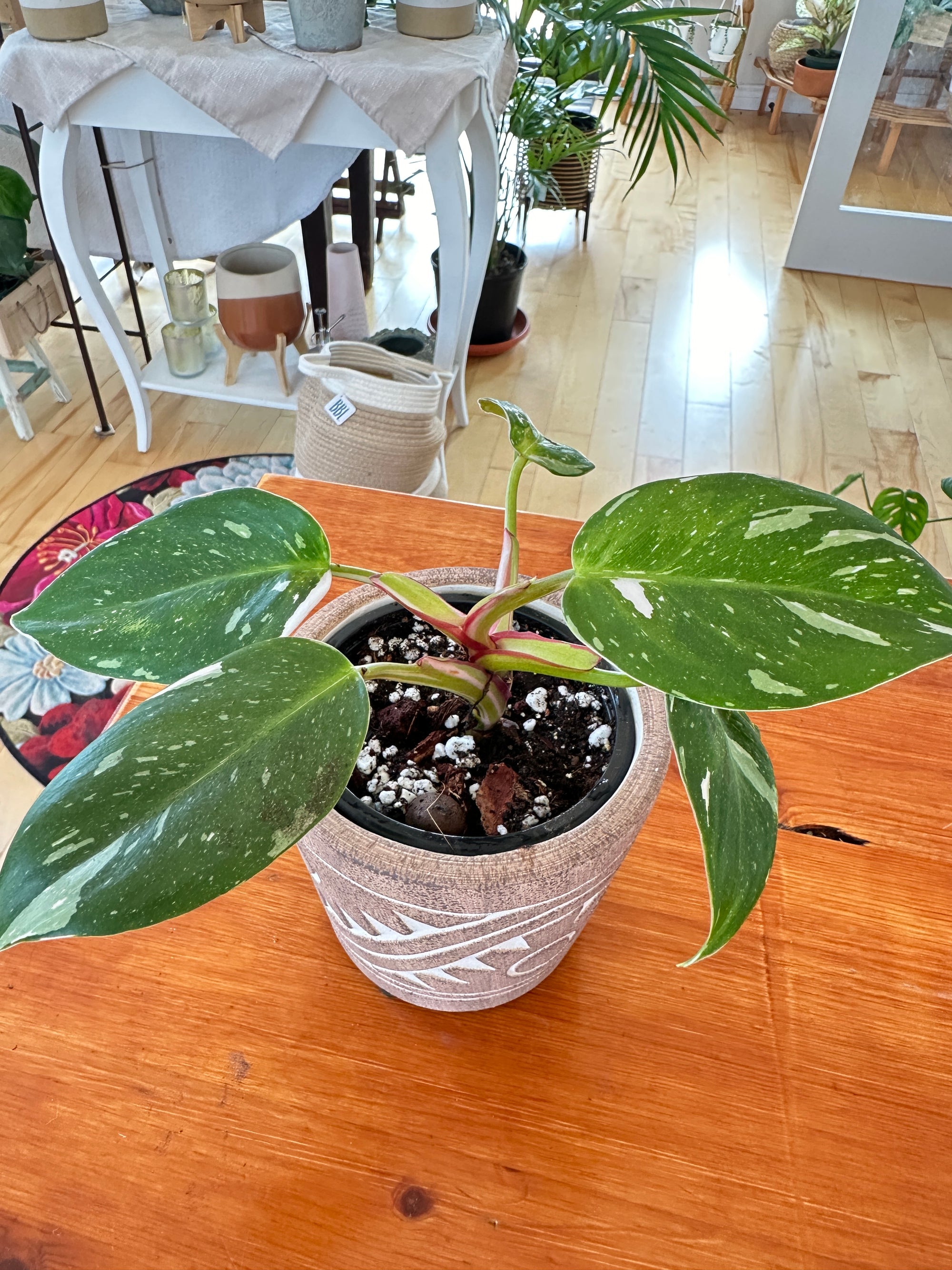 Philodendron White Princess