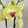 Phalaenopsis/Orchid/Orchid 5"