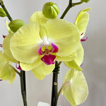 Phalaénopsis 'Orchidée' 5"