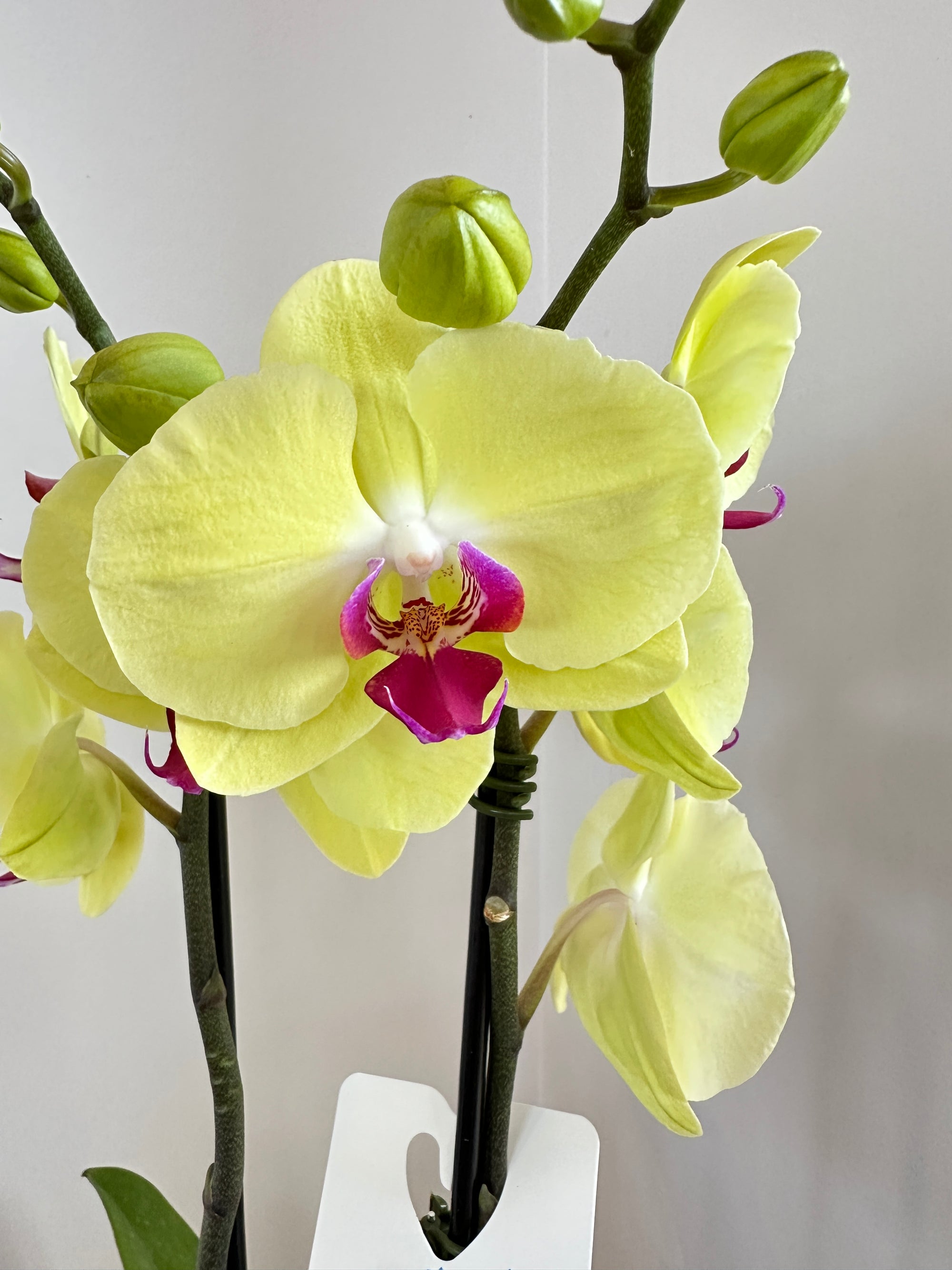 Phalaénopsis 'Orchidée' 5"