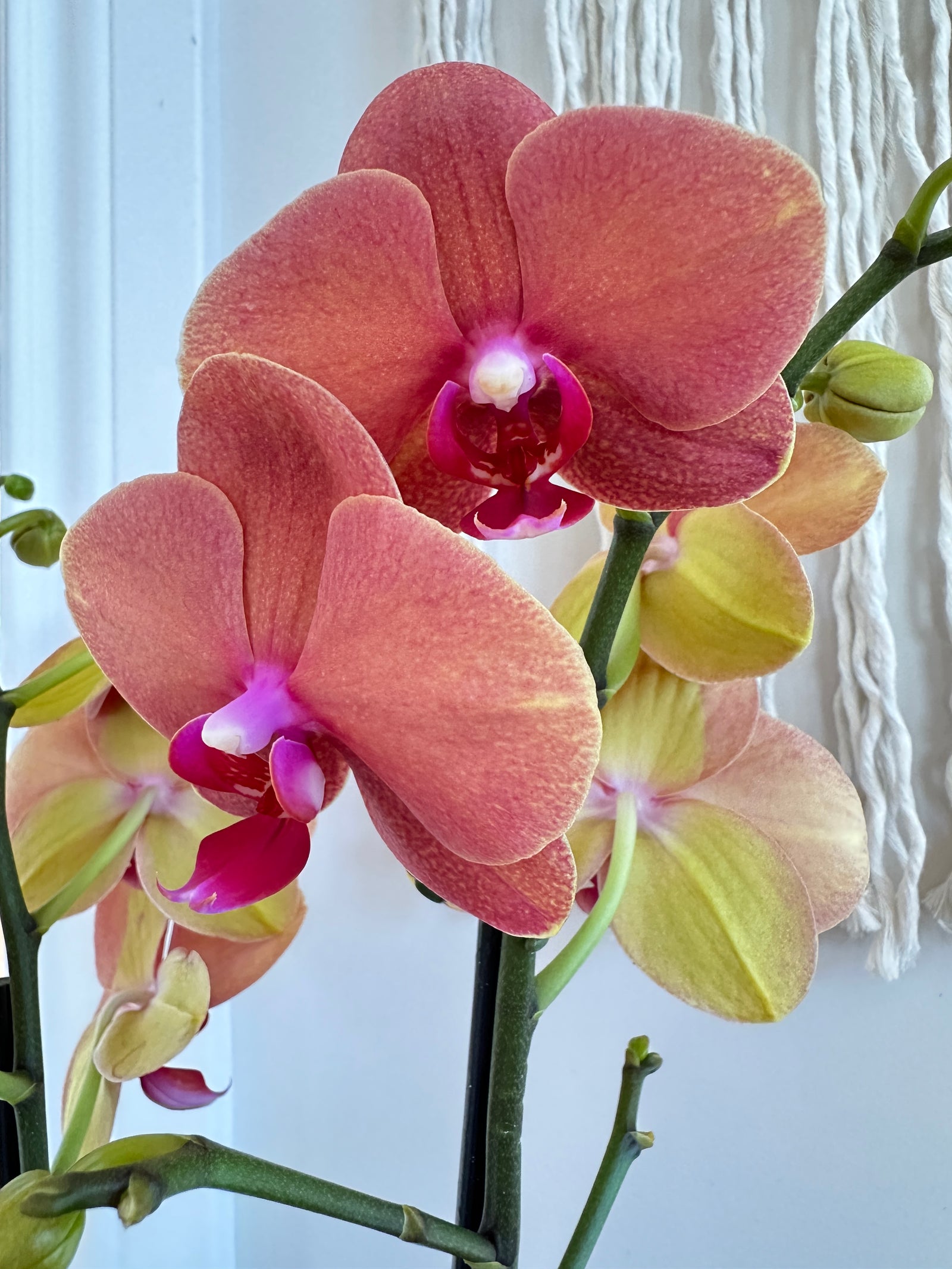 Phalaénopsis 'Orchidée' 5"