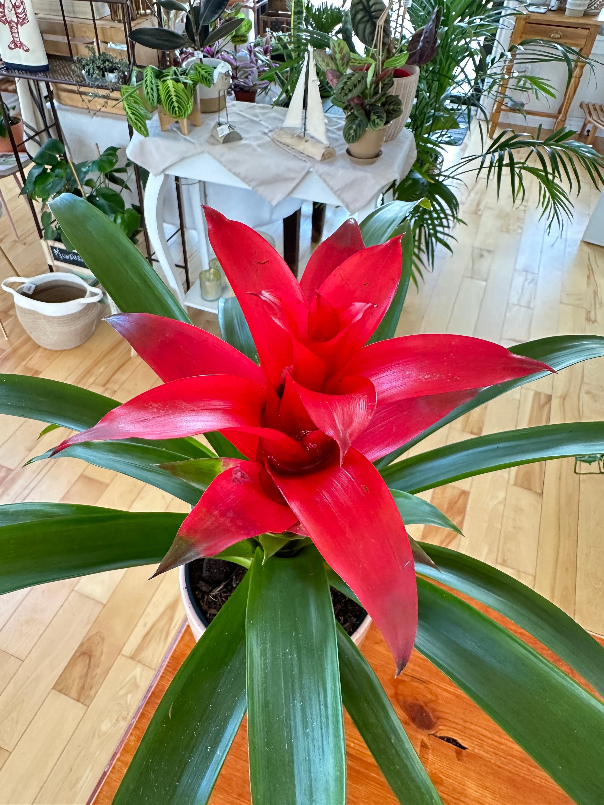 Bromelia Guzmania 6"