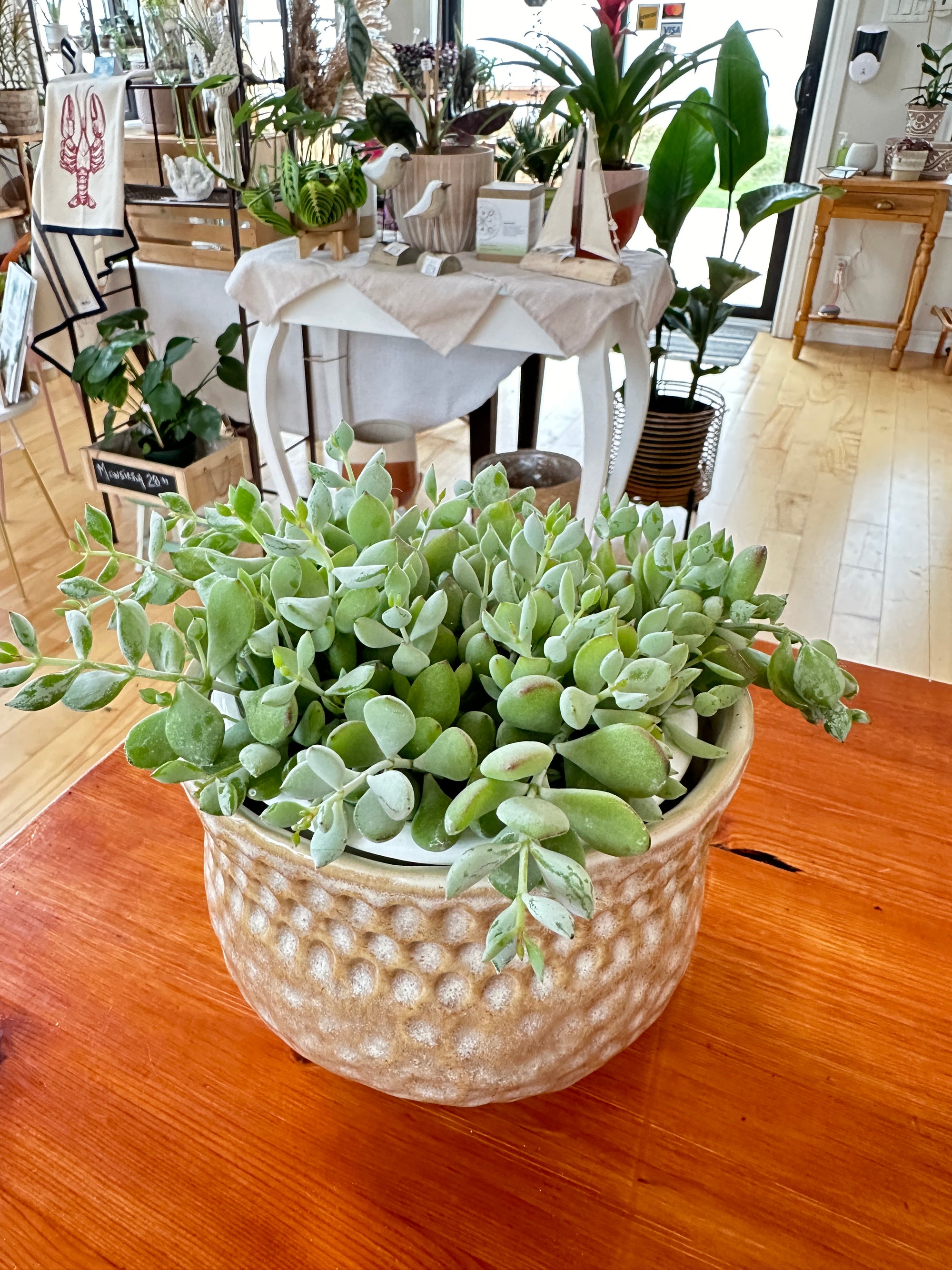 Cotyledon pendens