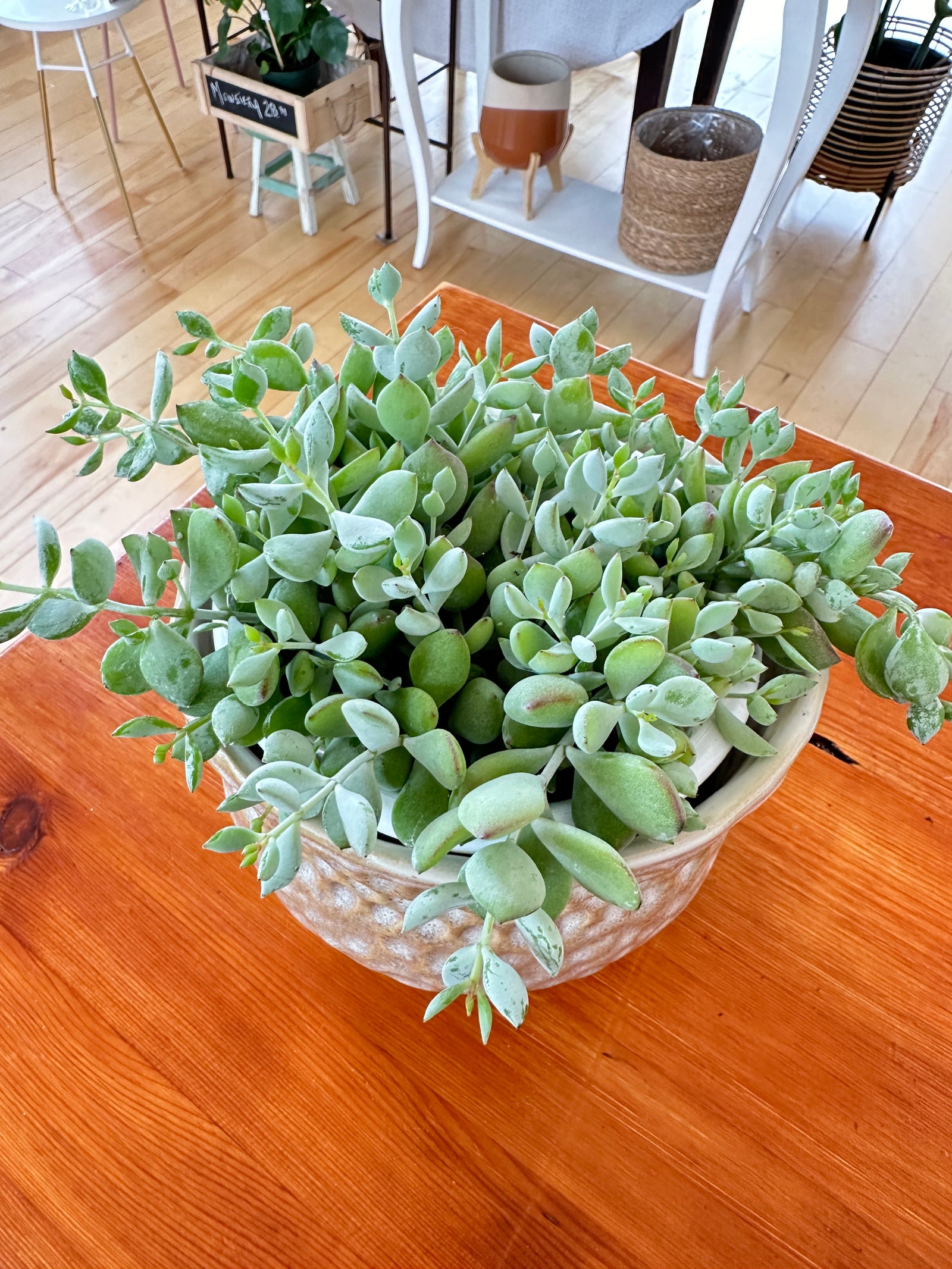 Cotyledon pendens