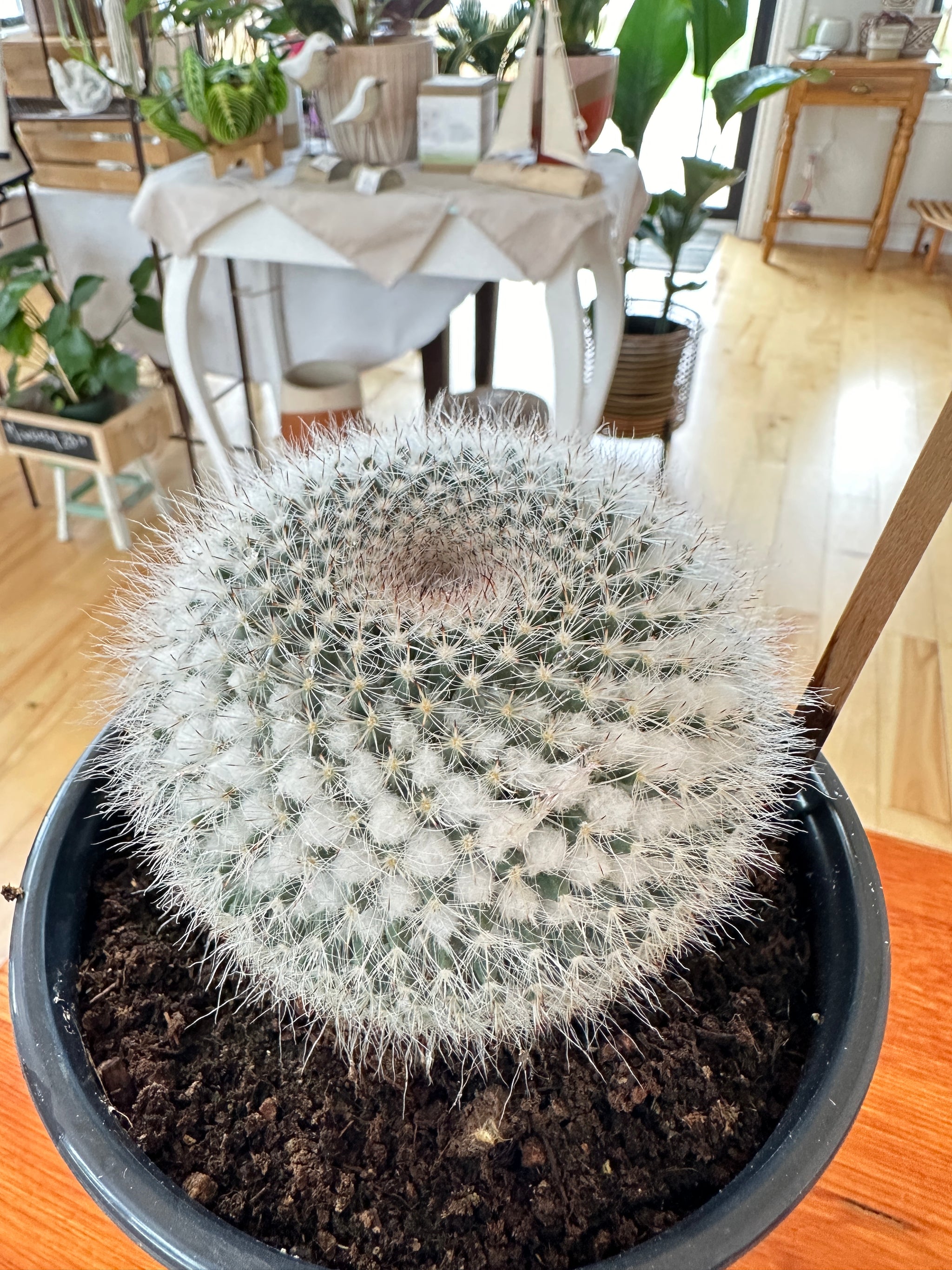 Mammillaria hahniana