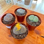 Lithops