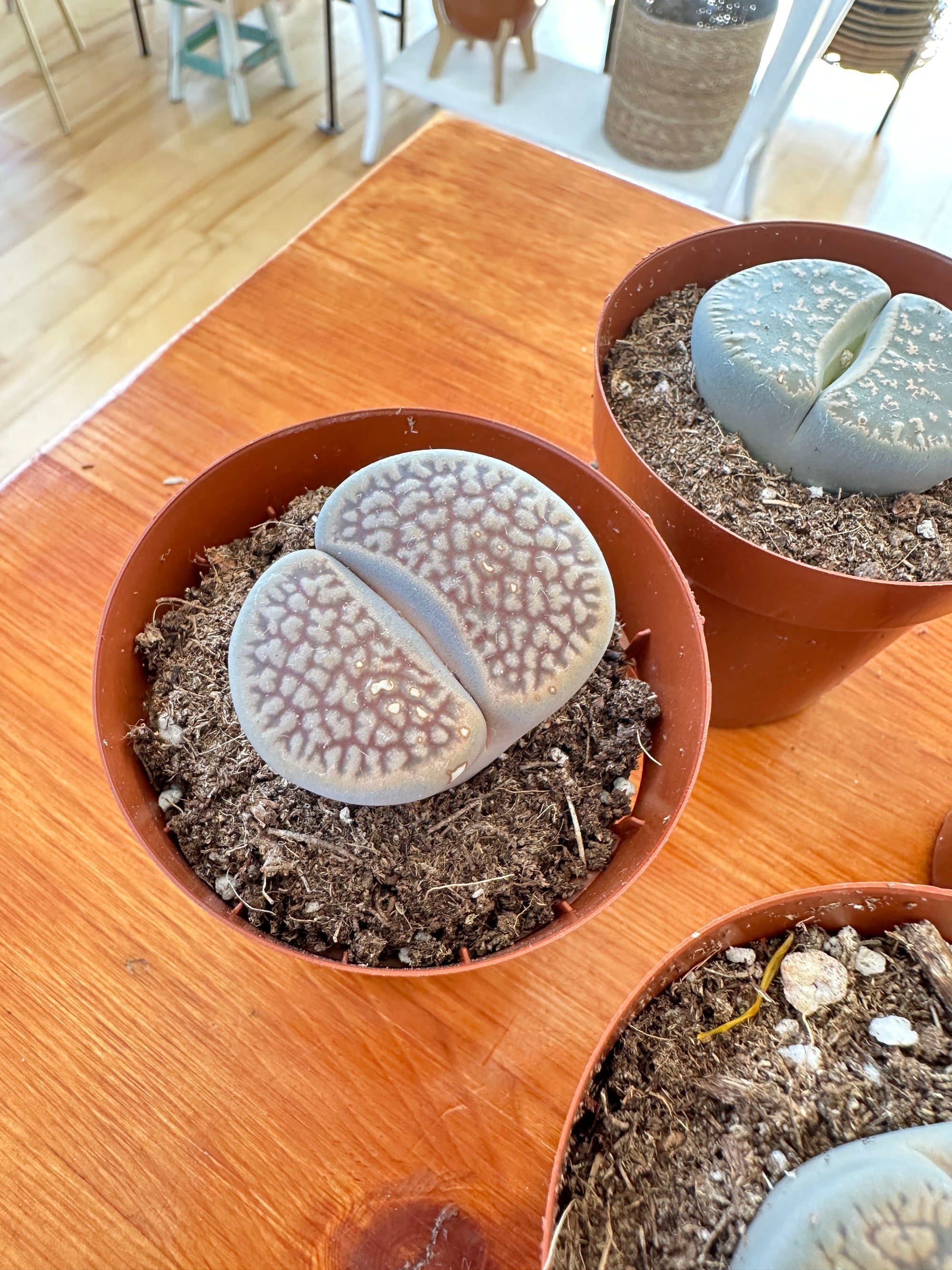 Lithops