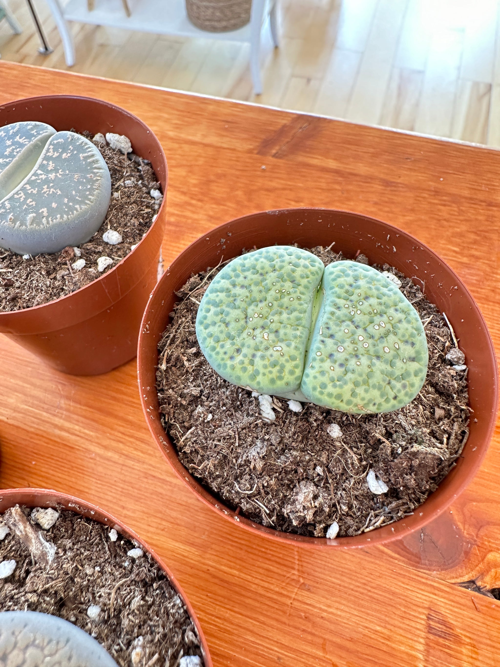 Lithops