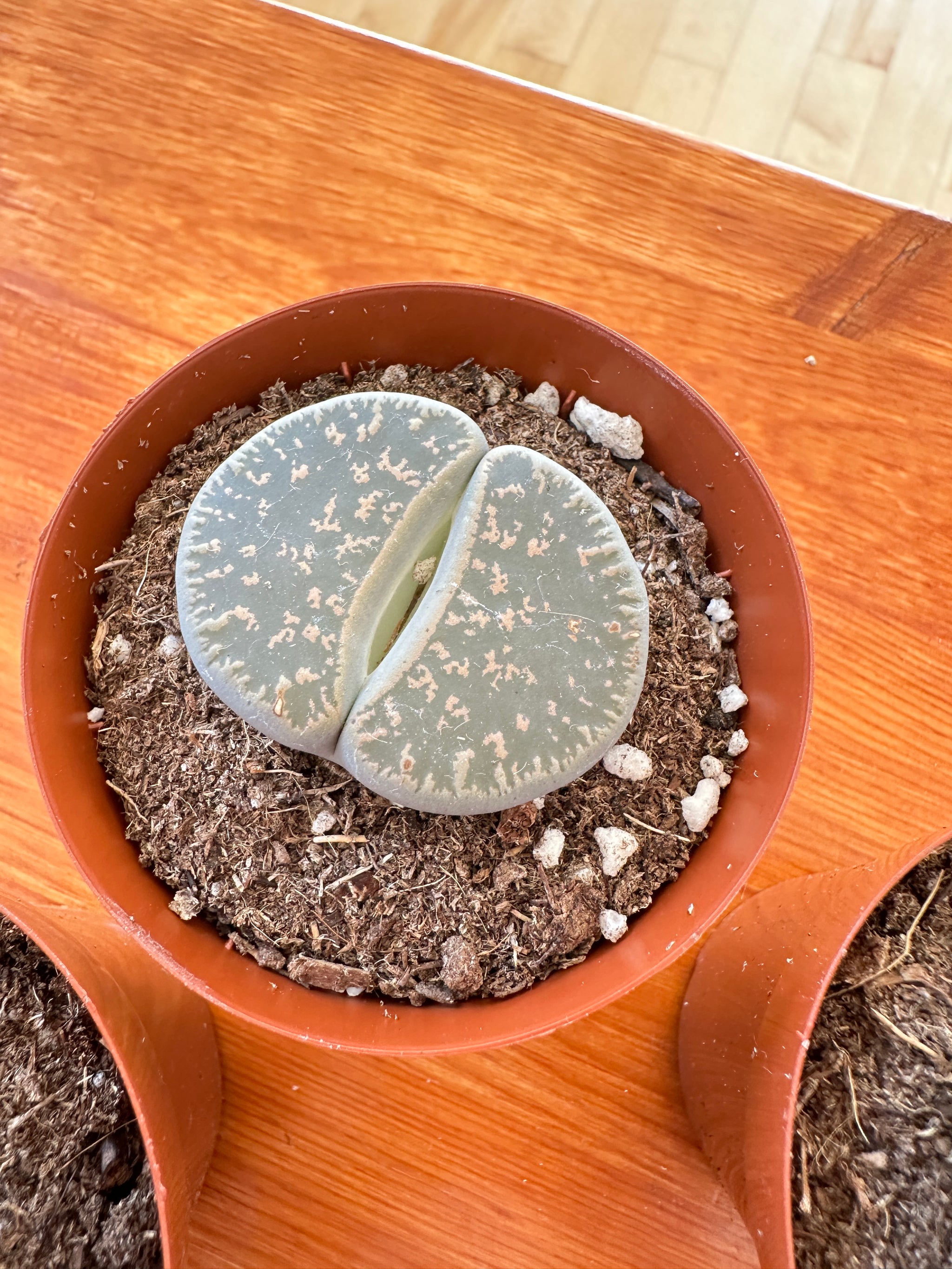 Lithops