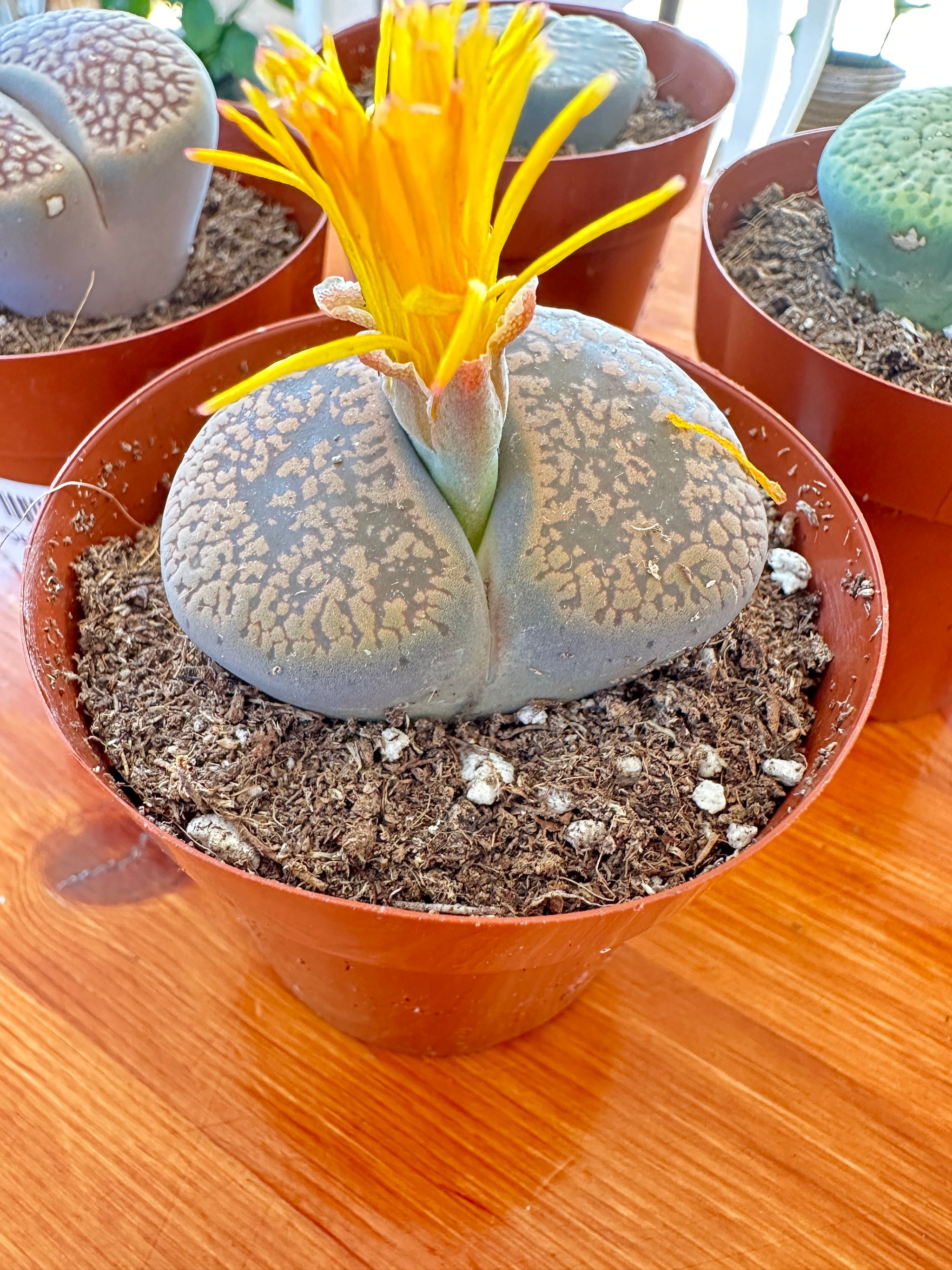 Lithops