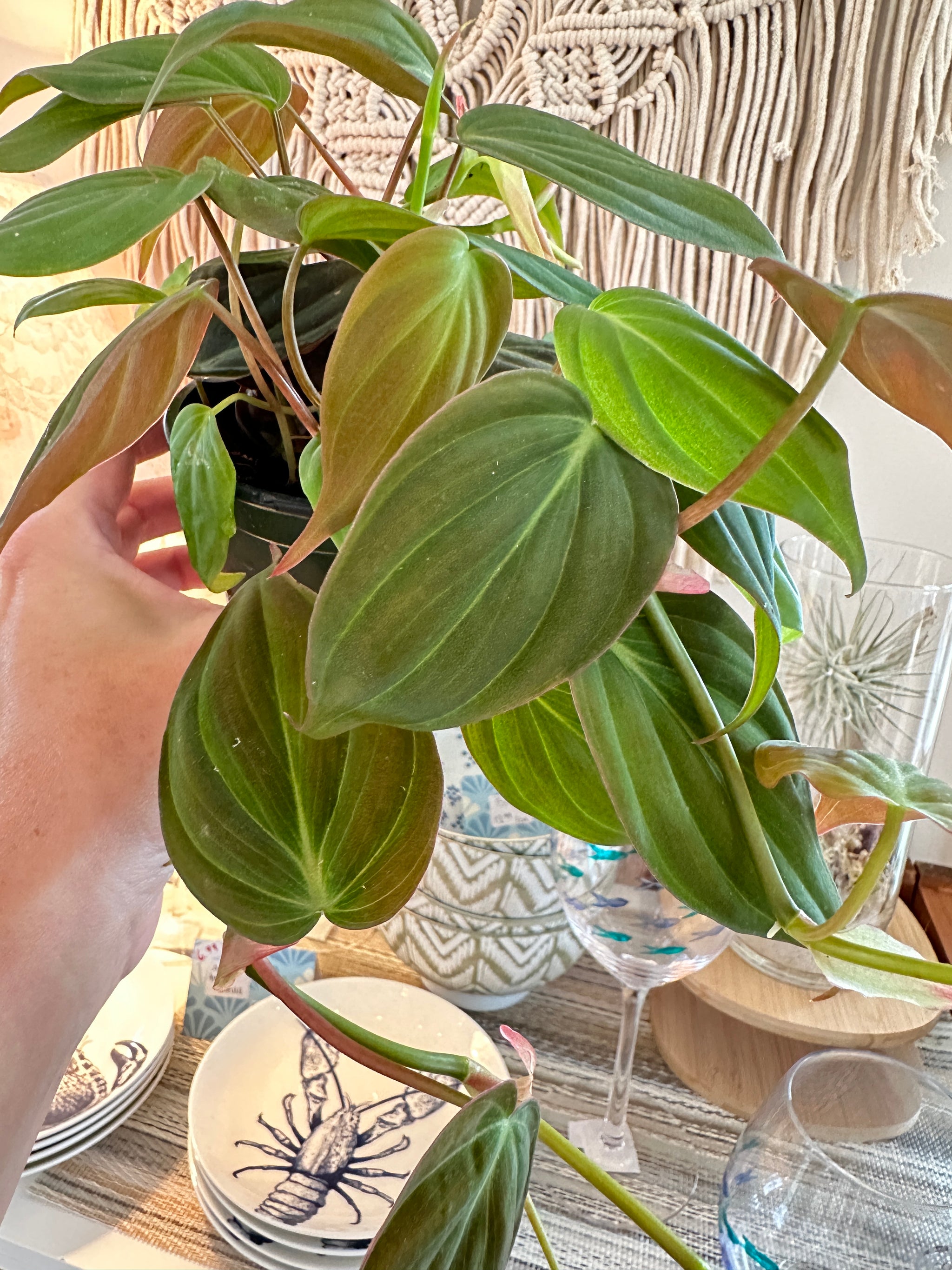 Philodendron Micans