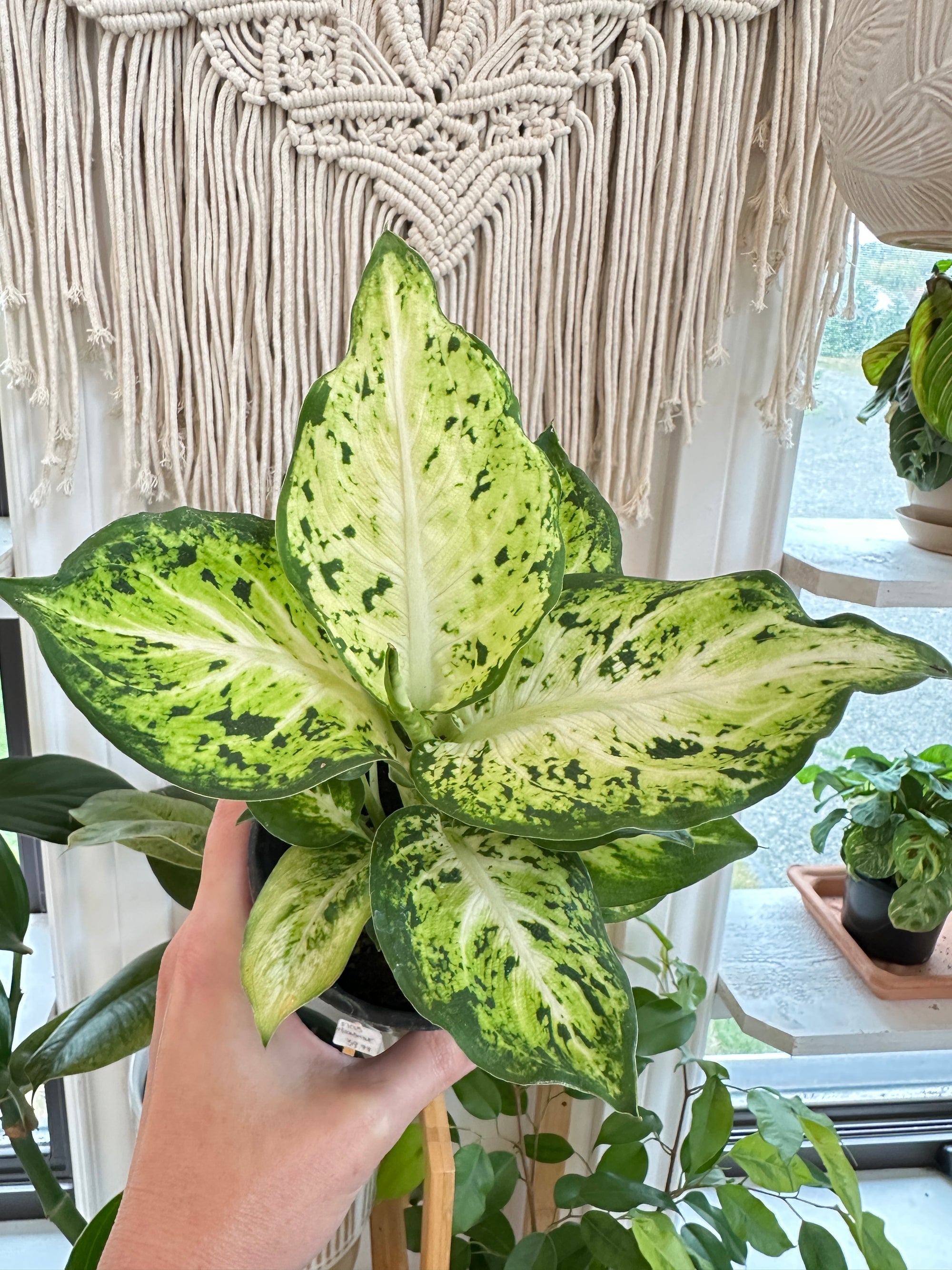 Dieffenbachia Camouflage