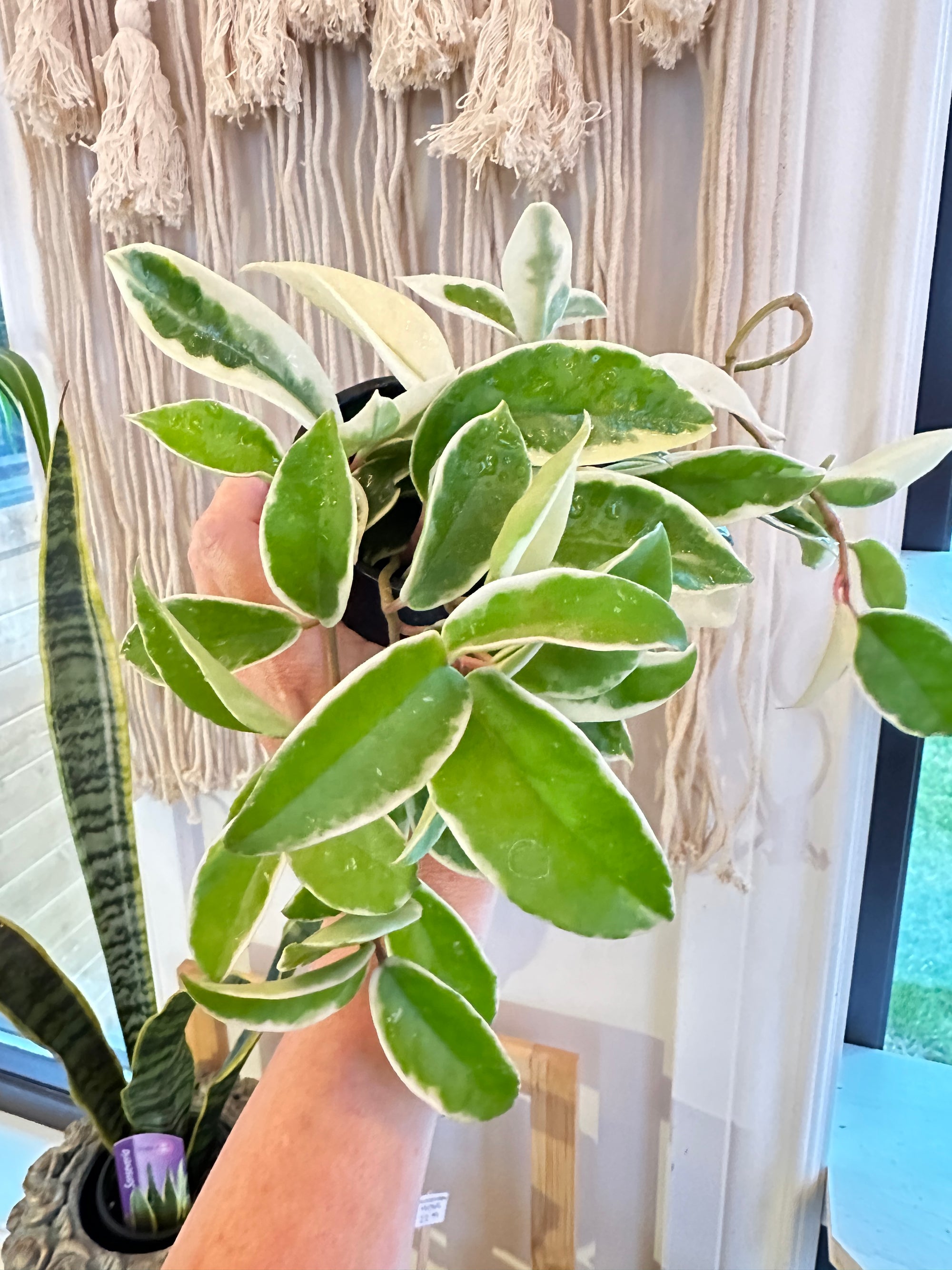 Hoya Carnosa 'Krimson Queen'