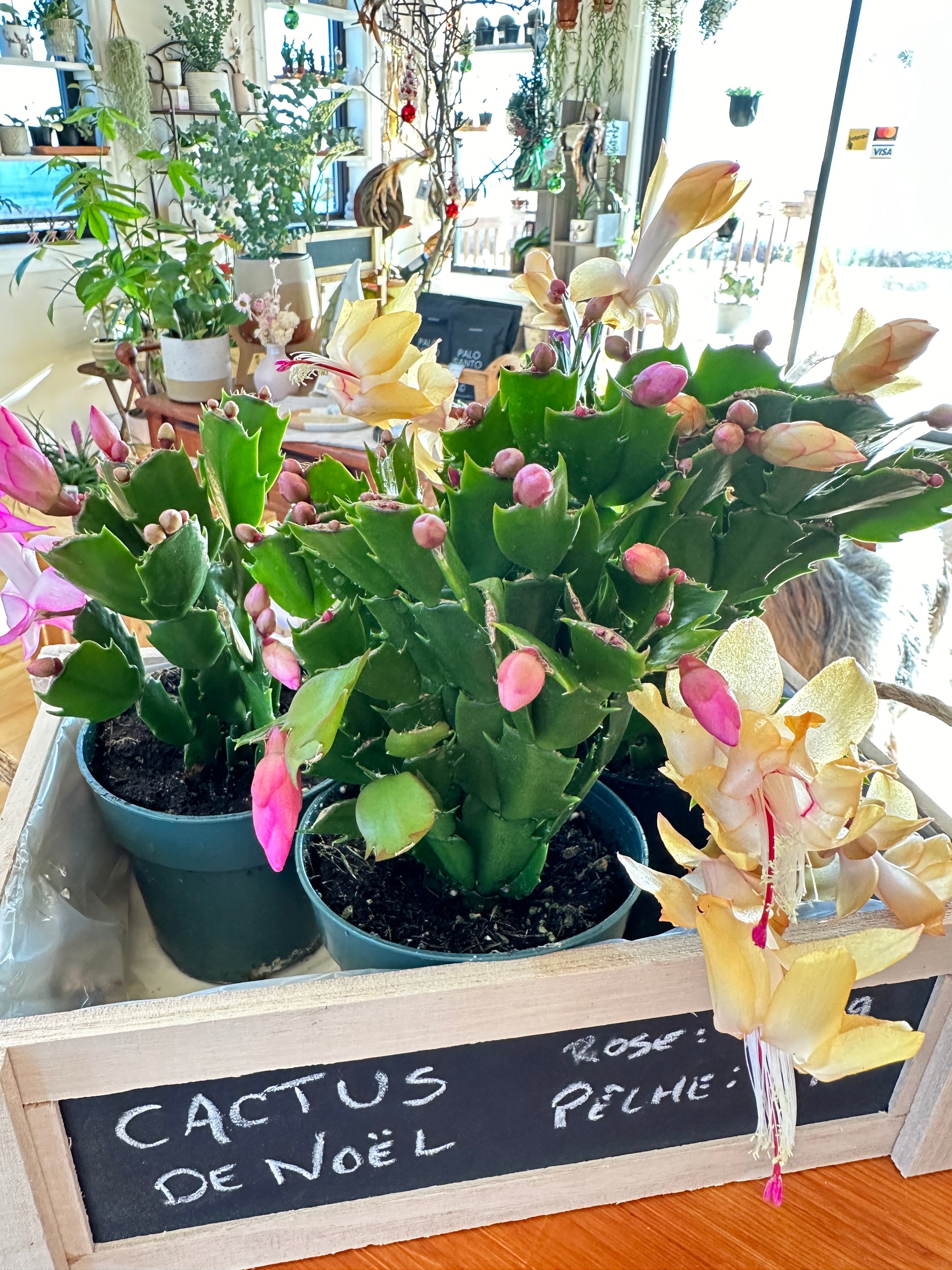 Schlumbergera truncata "Cactus de Noël"