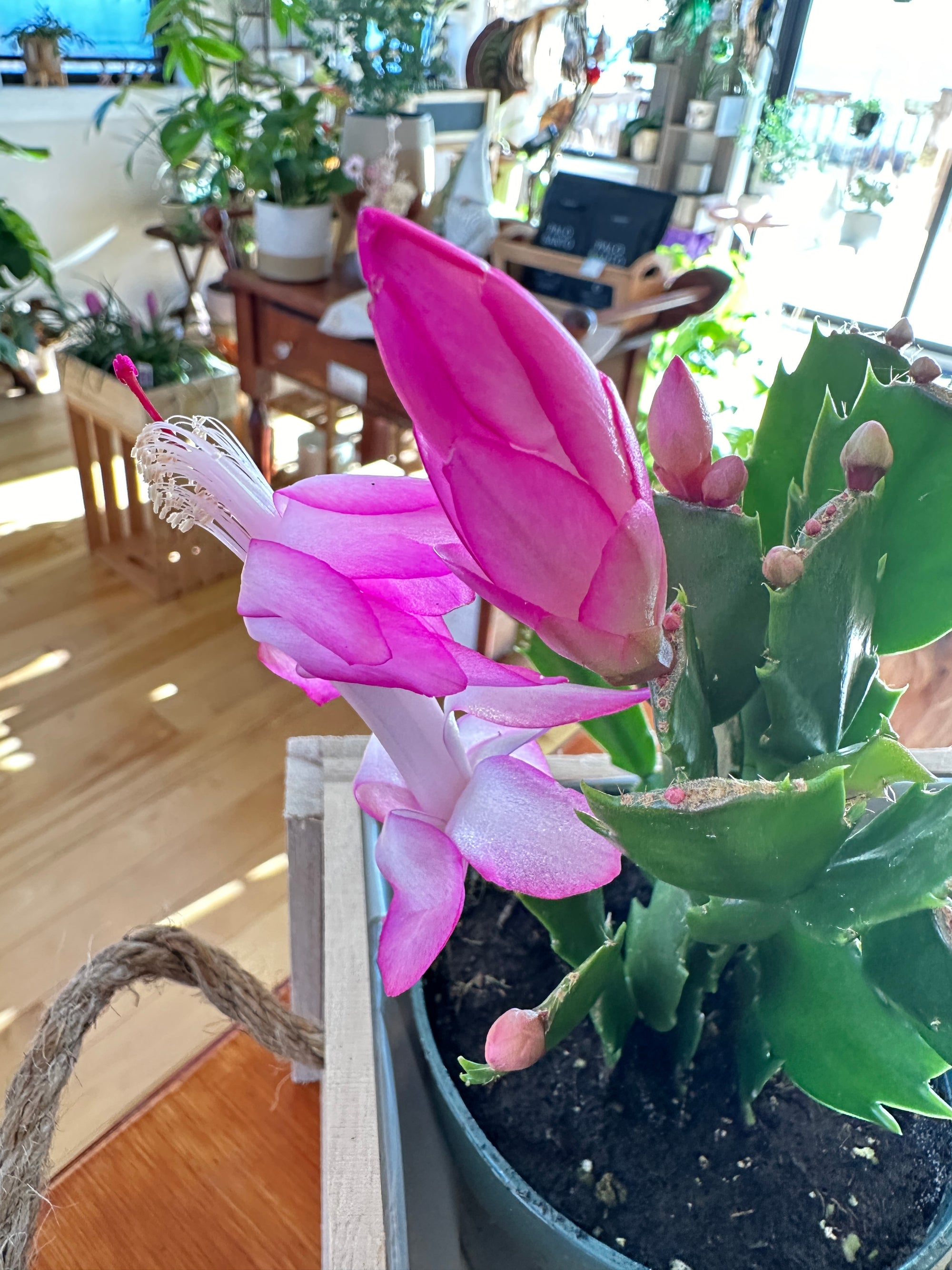 Schlumbergera truncata "Cactus de Noël"