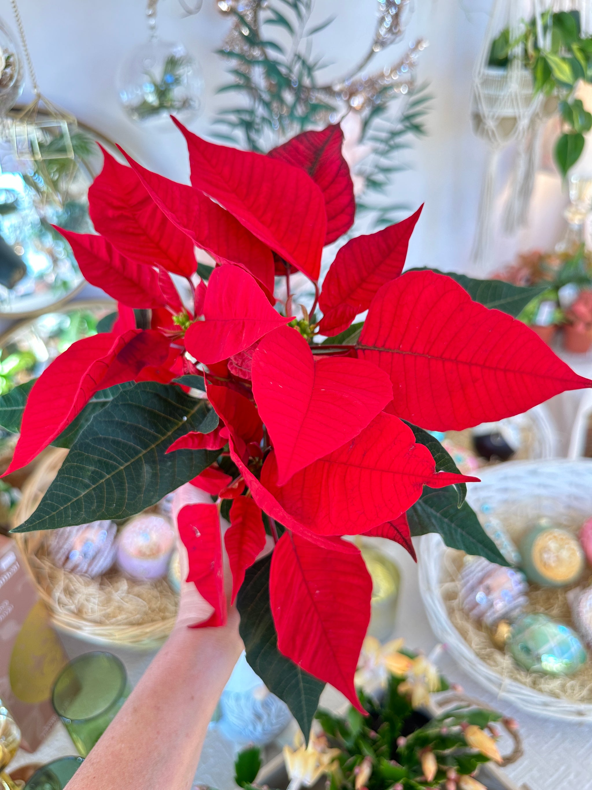 Euphorbia pulcherrima "Poinsettia"