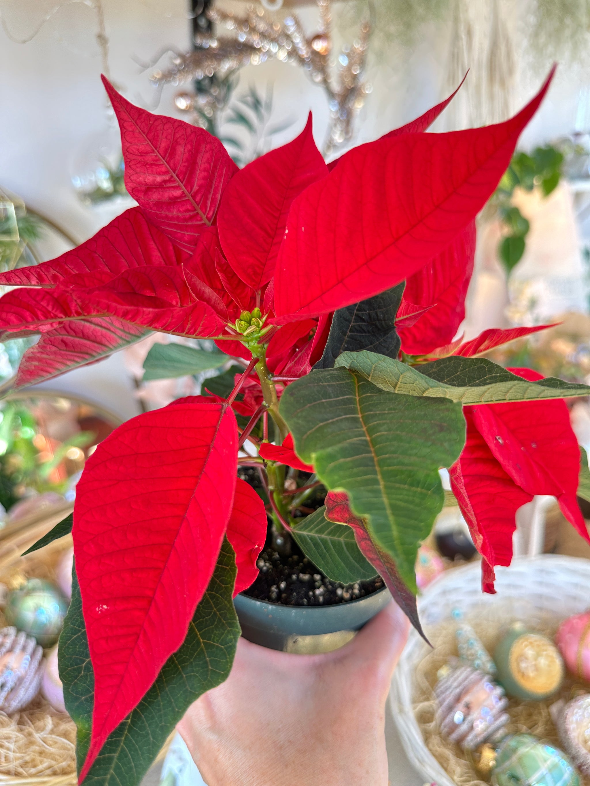 Euphorbia pulcherrima "Poinsettia"