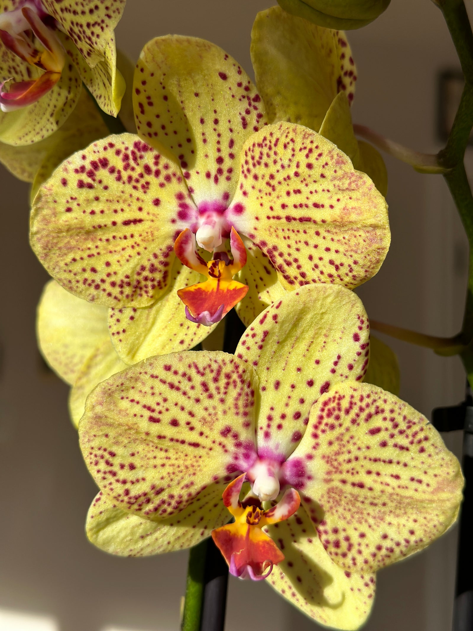 Phalaénopsis 'Orchidée' 5"