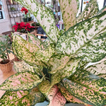 Aglaonema 'Etta Rose'