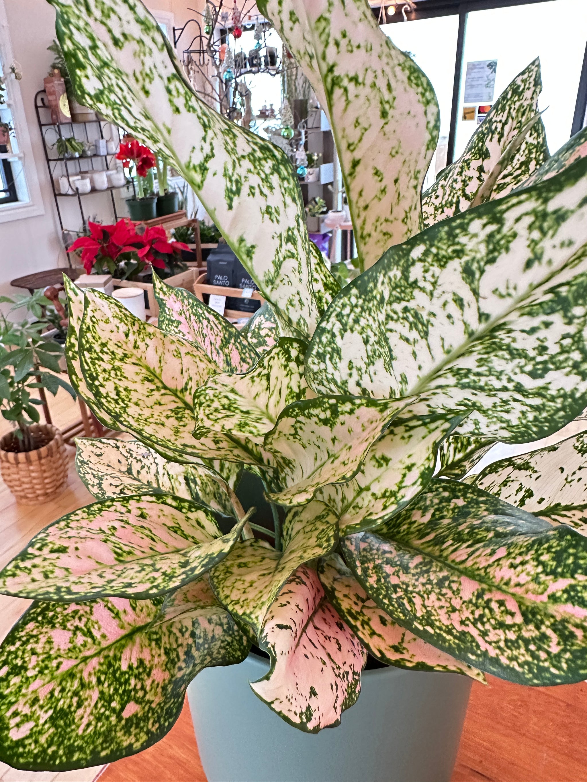 Aglaonema 'Etta Rose'