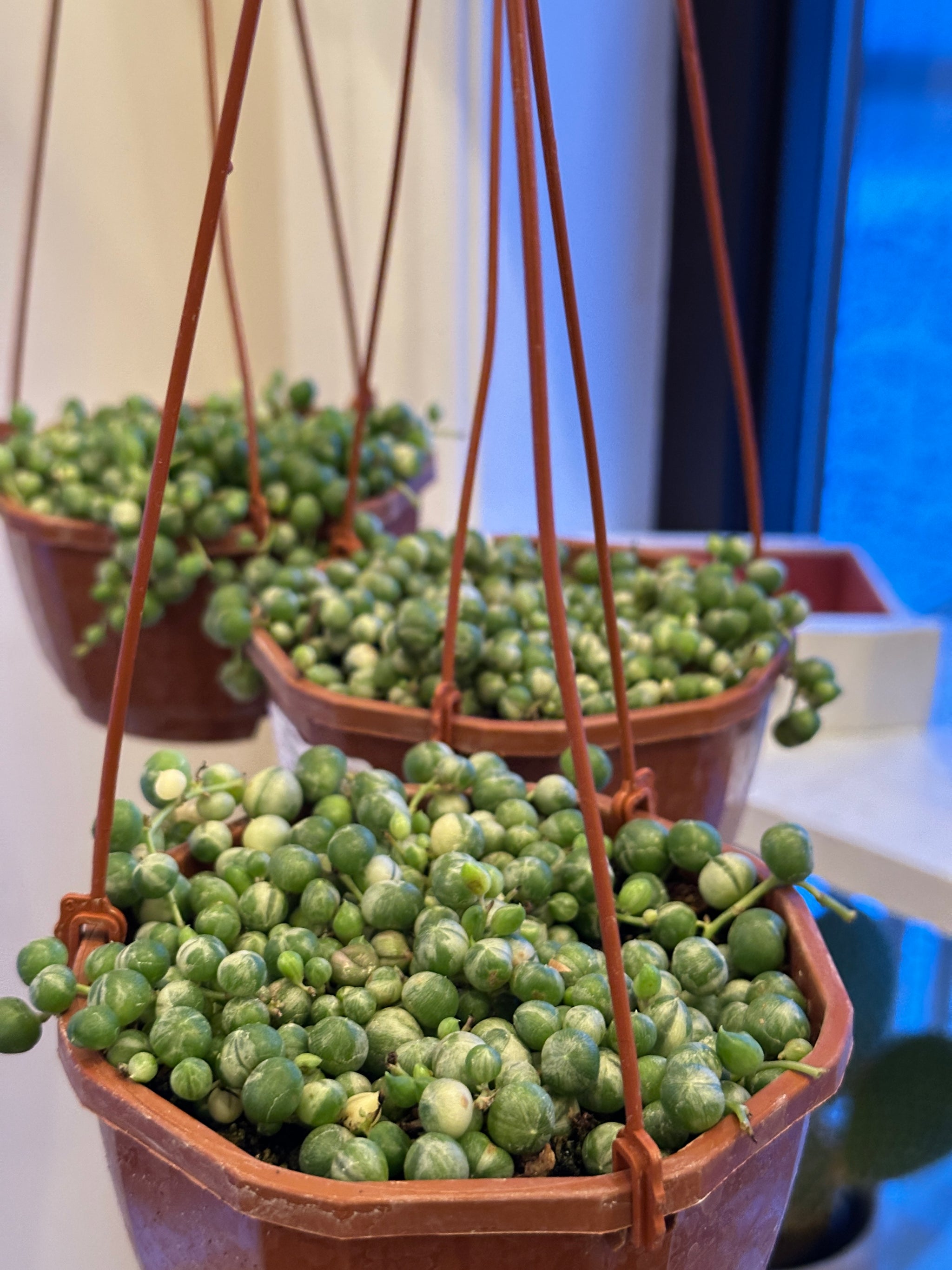 Senecio Rowleyanus variegata