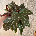 Begonia 'Angel wing'