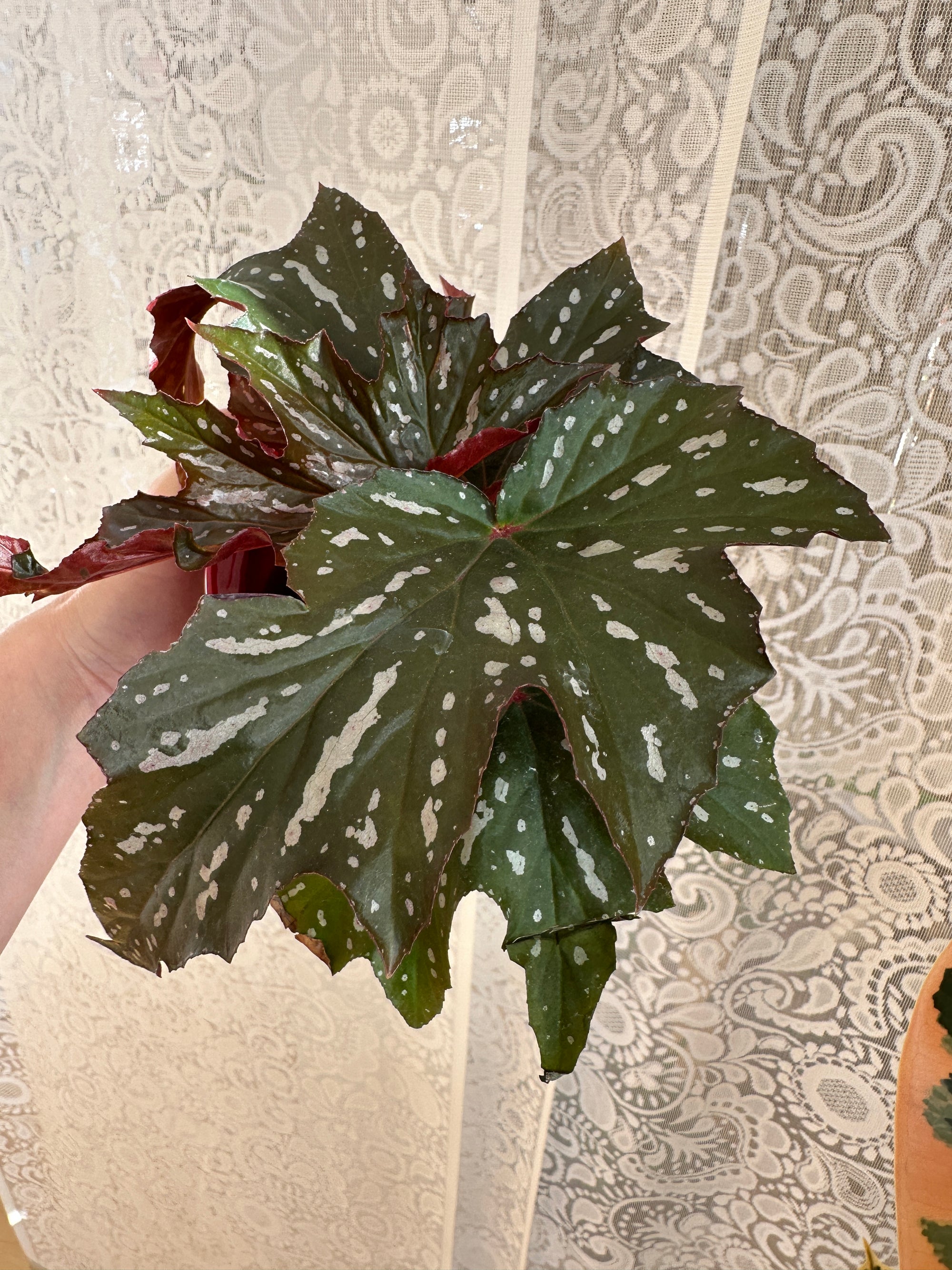 Begonia 'Angel wing'