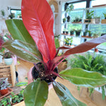 Philodendron Prince of Orange
