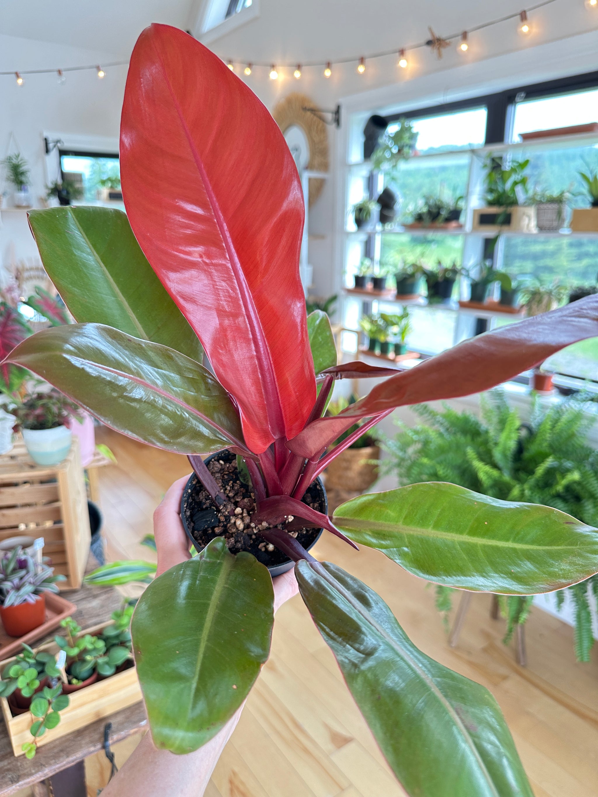Philodendron Prince of Orange