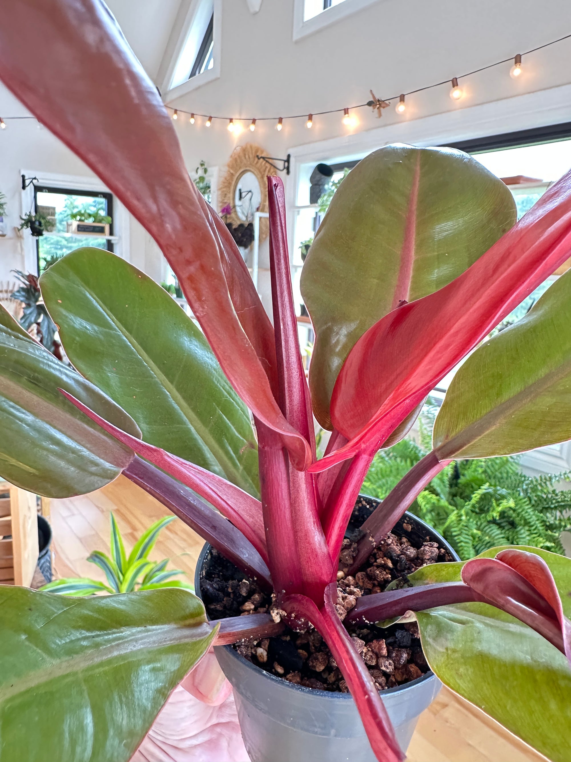 Philodendron Prince of Orange