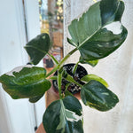 Philodendron 'White Princess'