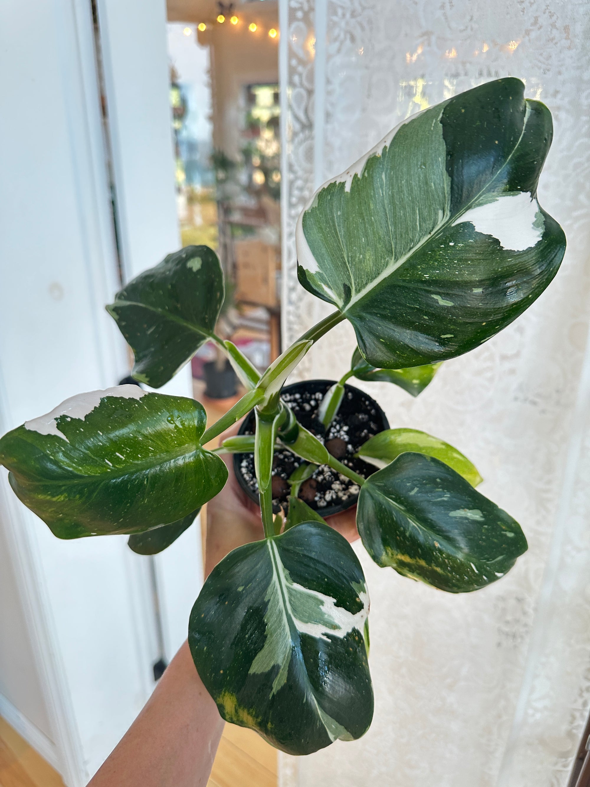 Philodendron 'White Princess'