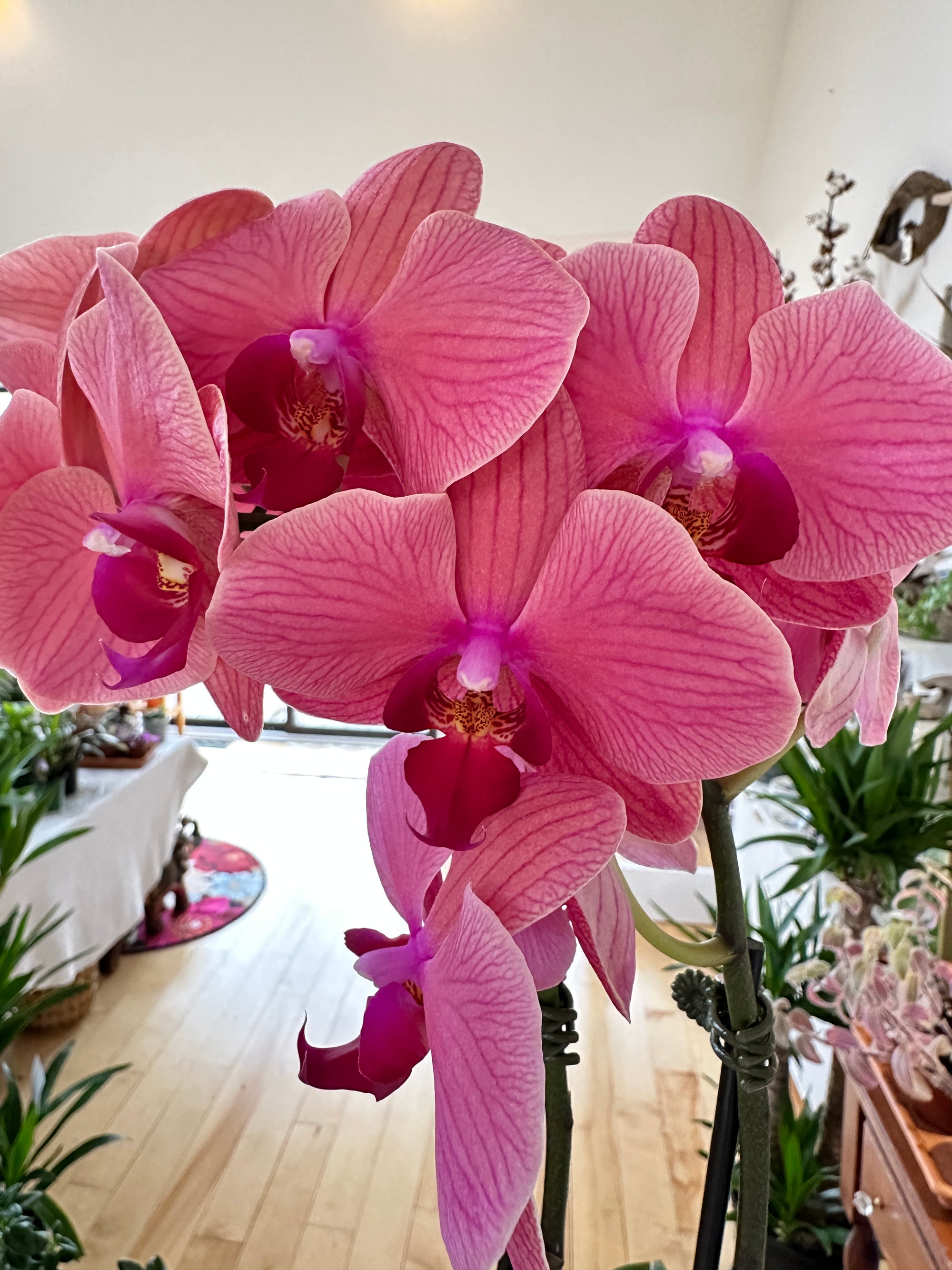 Phalanopsis | Orchid 4.5" 2 flower spikes