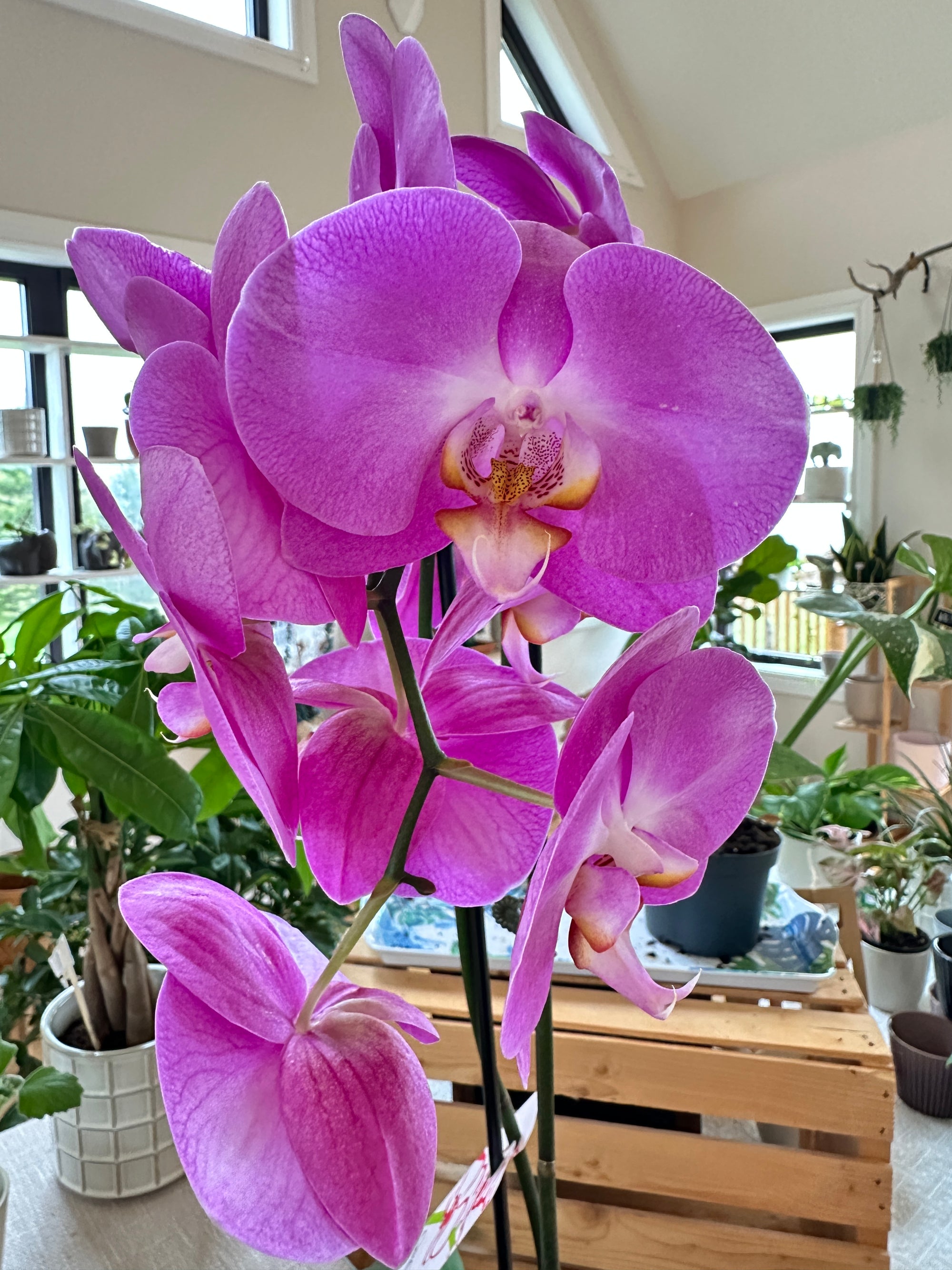 Phalanopsis | Orchid 4.5" 2 flower spikes