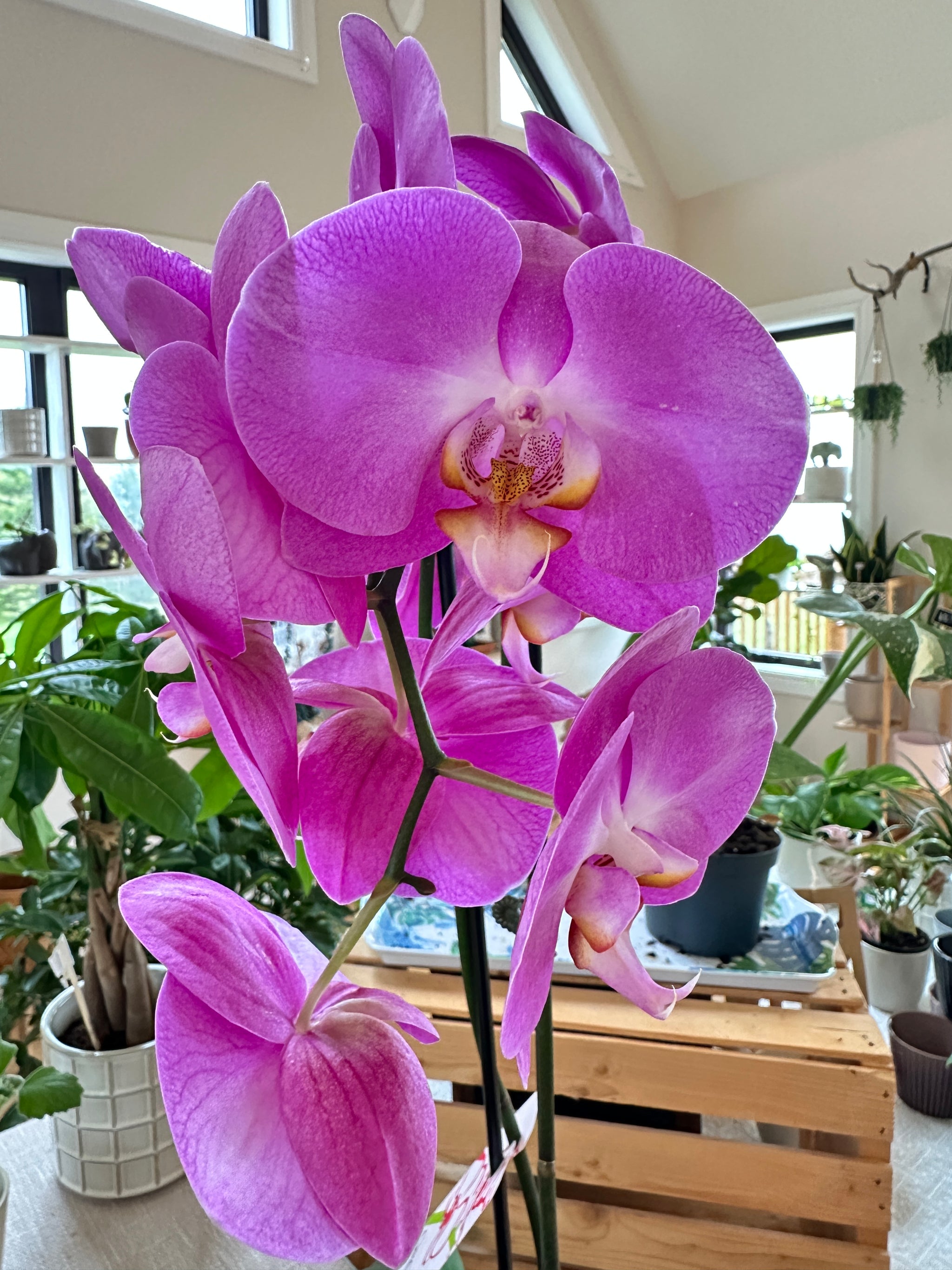 Phalanopsis | Orchid 4.5" 2 flower spikes