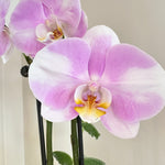 Phalanopsis | Orchid 4.5" 2 flower spikes