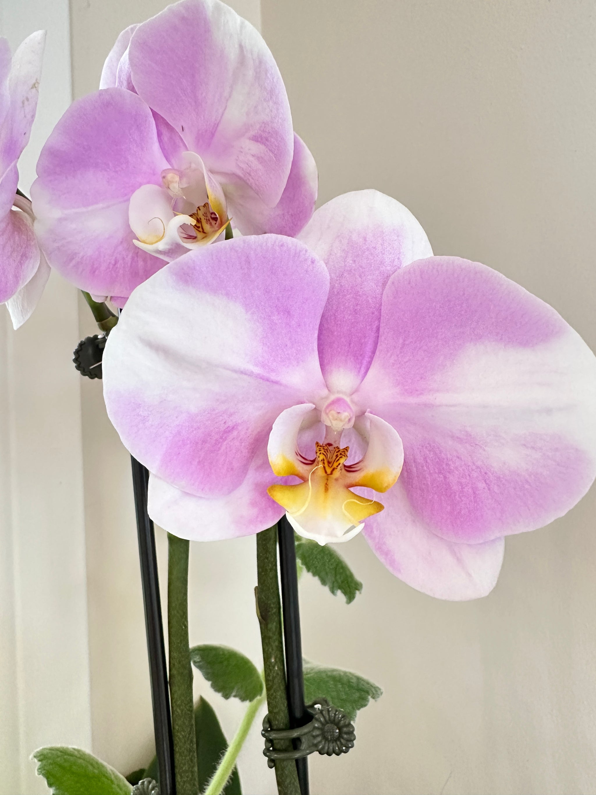 Phalanopsis | Orchid 4.5" 2 flower spikes