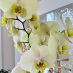 Phalanopsis | Orchid 4.5" 2 flower spikes