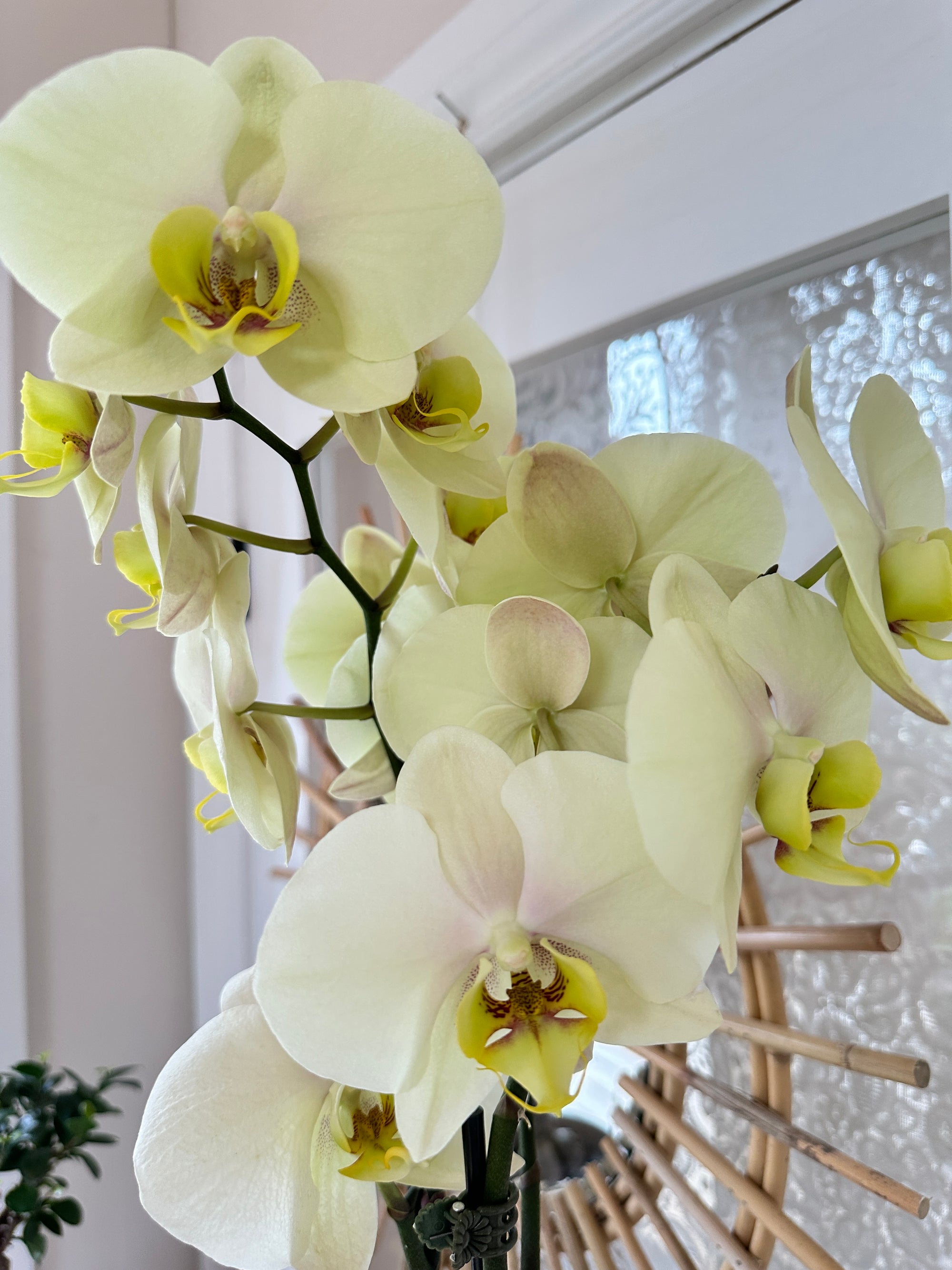 Phalanopsis | Orchid 4.5" 2 flower spikes