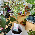 Salix integra | 'Hakuro Nishiki' *Perennial*