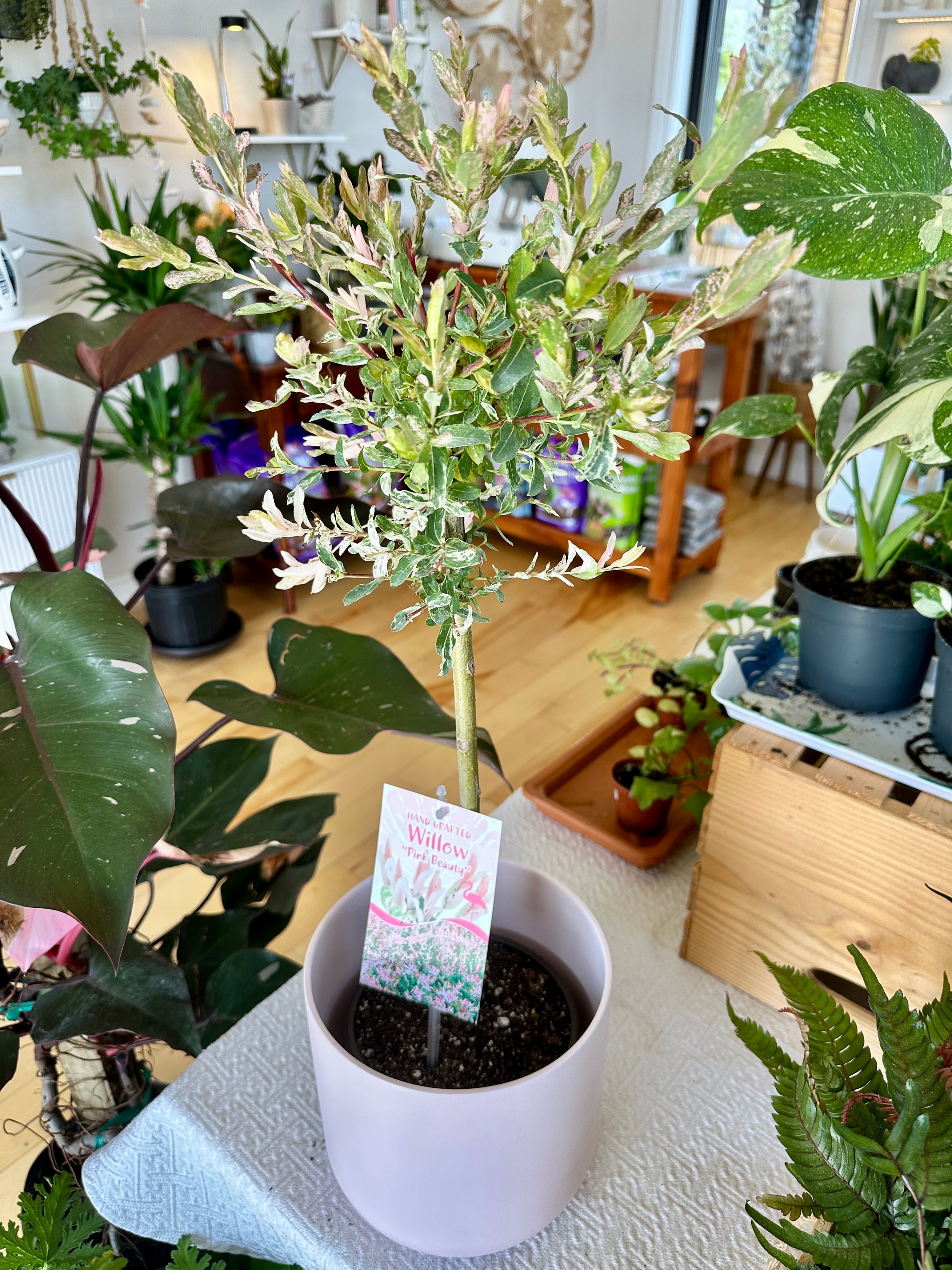Salix integra | 'Hakuro Nishiki' *Perennial*